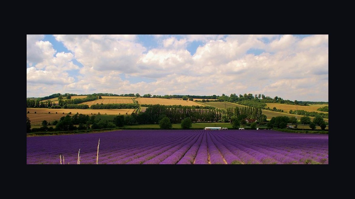 Should Apollo acquire Lavender in 2027 — figure 10