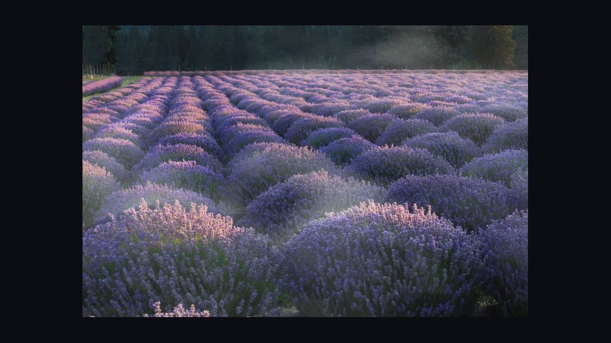 Should Apollo acquire Lavender in 2027 — figure 4