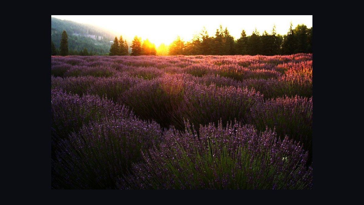 Should Apollo acquire Lavender in 2027 — figure 5