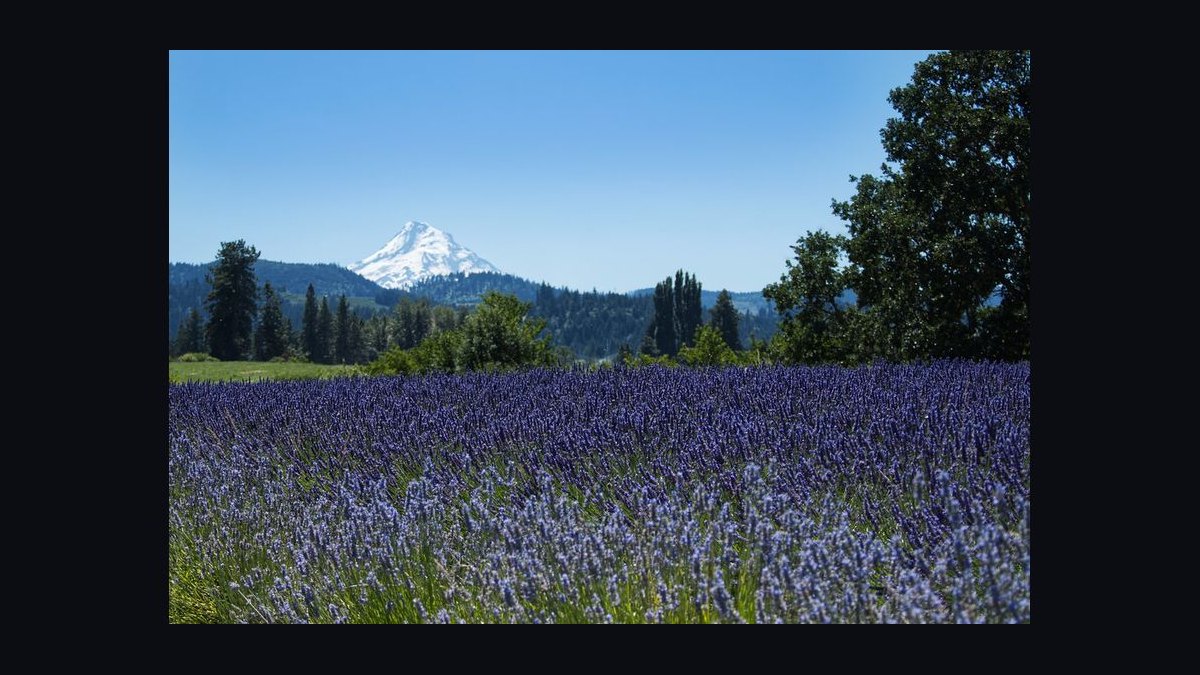 Should Apollo acquire Lavender in 2027 — figure 6