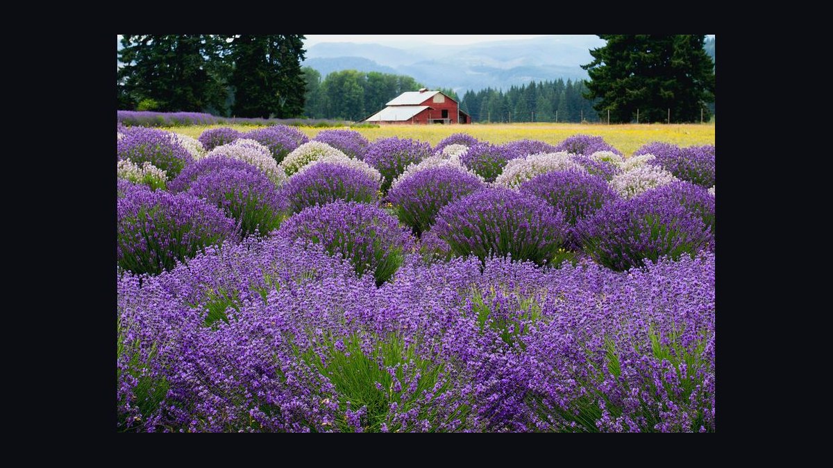 Should Apollo acquire Lavender in 2027 — figure 7