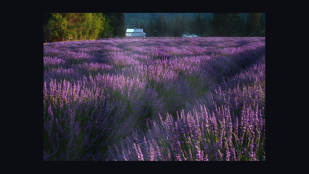 Should Apollo acquire Lavender in 2027 — figure 8