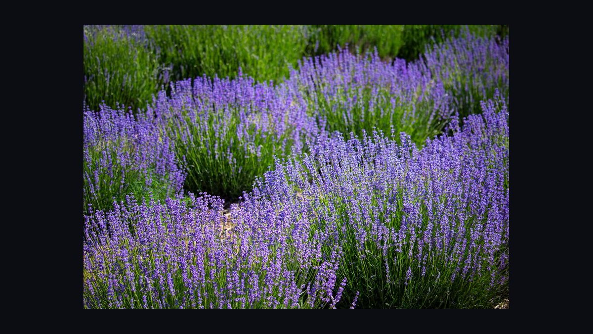 Should Apollo acquire Lavender in 2027 — figure 9