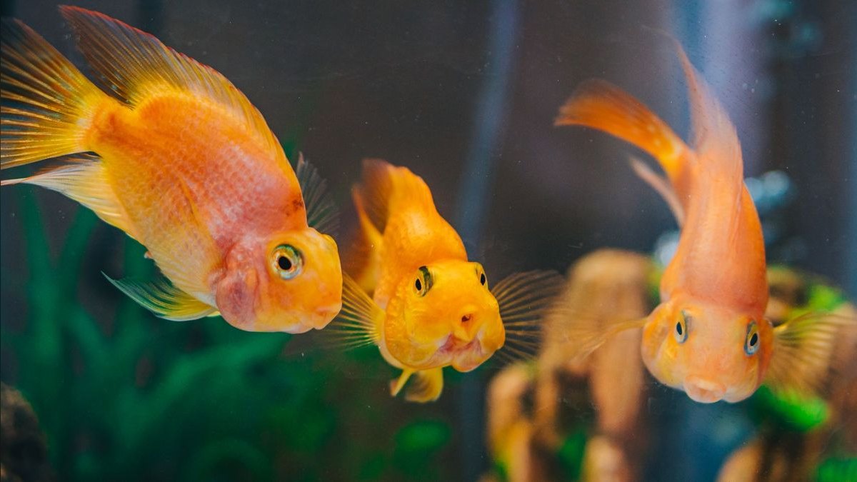 How do you start an aquarium maintenance business in 2027 — figure 3