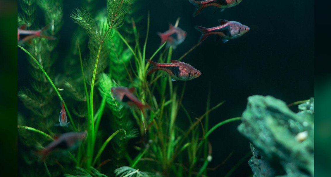 How do you start an aquarium maintenance business in 2027?