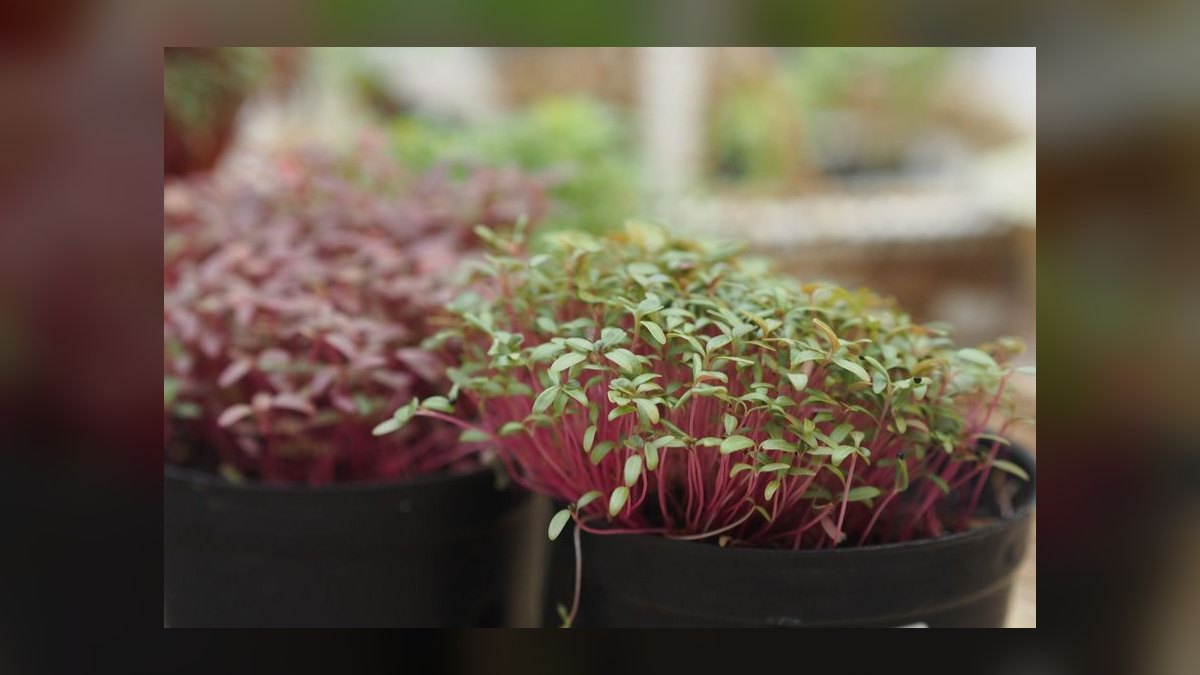 How do you start a microgreens farming business in 2027 — figure 10