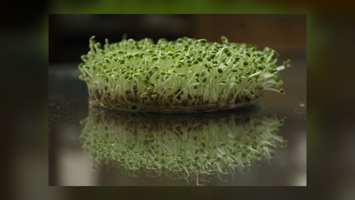 How do you start a microgreens farming business in 2027 — figure 6