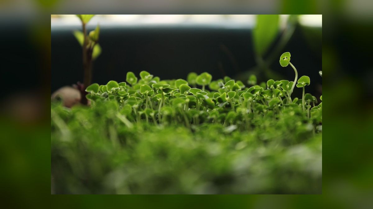 How do you start a microgreens farming business in 2027 — figure 7
