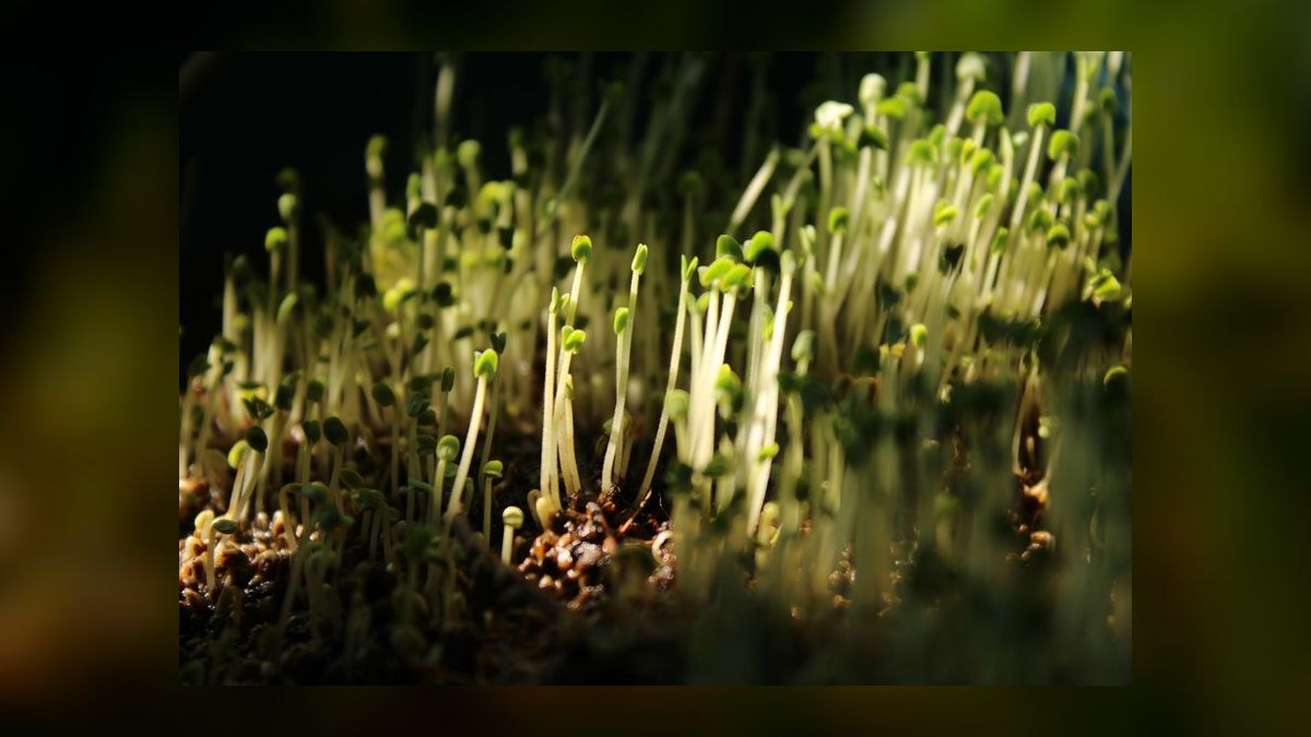 How do you start a microgreens farming business in 2027 — figure 8