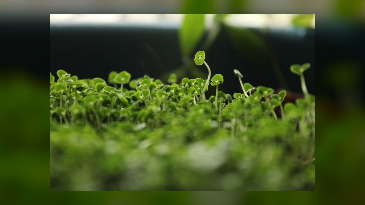 How do you start a microgreens farming business in 2027 — figure 9