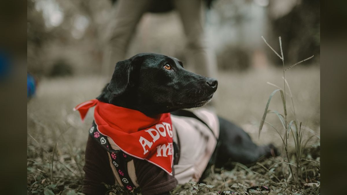 The CRO says they'll adopt our tool, but their team will use a competitor internally anyway. How do we prevent a multi-vendor install that ruins our ROI?