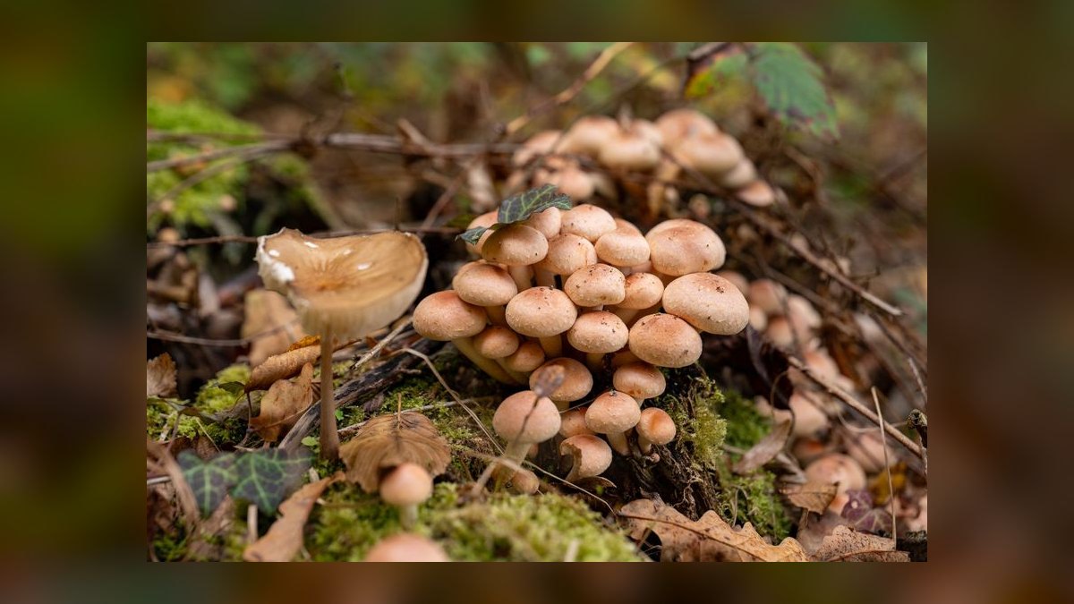 How do you start a mushroom farming business in 2027 — figure 7