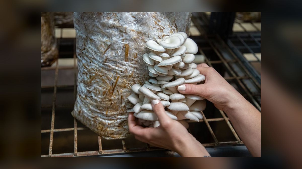 How do you start a mushroom farming business in 2027 — figure 9