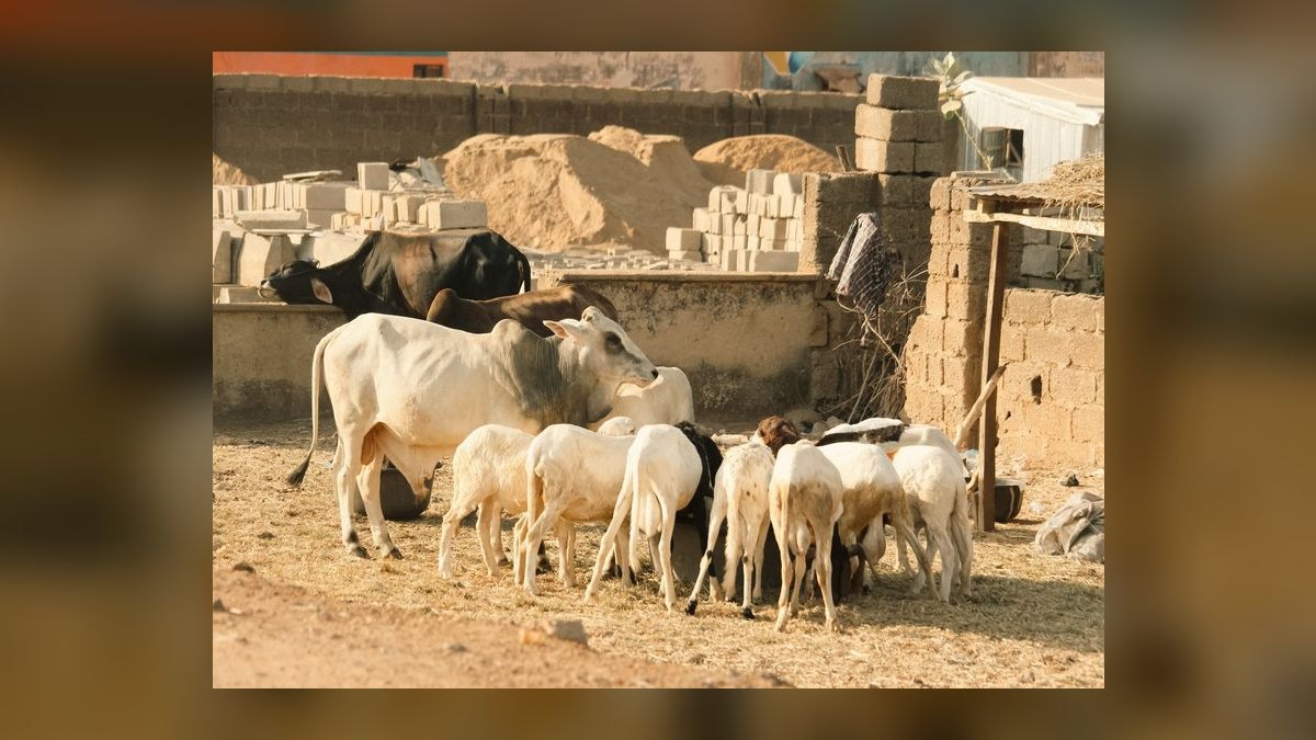 Revenue Architecture for Livestock Auction + Cattle Marketplace + Cattle-Management Software in 2027 (USDA ADT EID-Tag Mandate, Video-Auction Per-Head Commission, Virtual-Fence Disruption) — figure 10