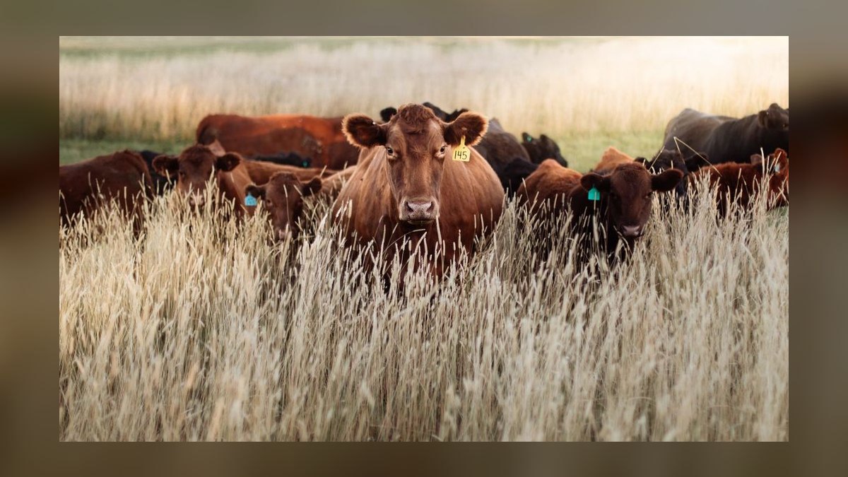 Revenue Architecture for Livestock Auction + Cattle Marketplace + Cattle-Management Software in 2027 (USDA ADT EID-Tag Mandate, Video-Auction Per-Head Commission, Virtual-Fence Disruption) — figure 7
