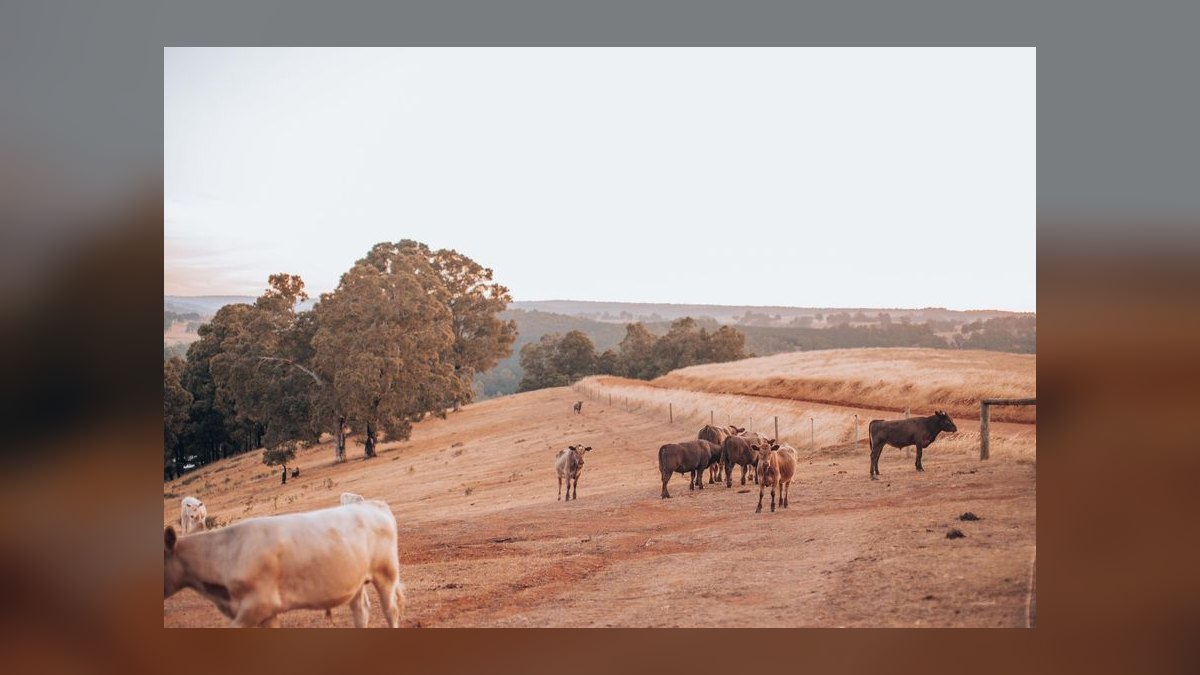 Revenue Architecture for Livestock Auction + Cattle Marketplace + Cattle-Management Software in 2027 (USDA ADT EID-Tag Mandate, Video-Auction Per-Head Commission, Virtual-Fence Disruption) — figure 8