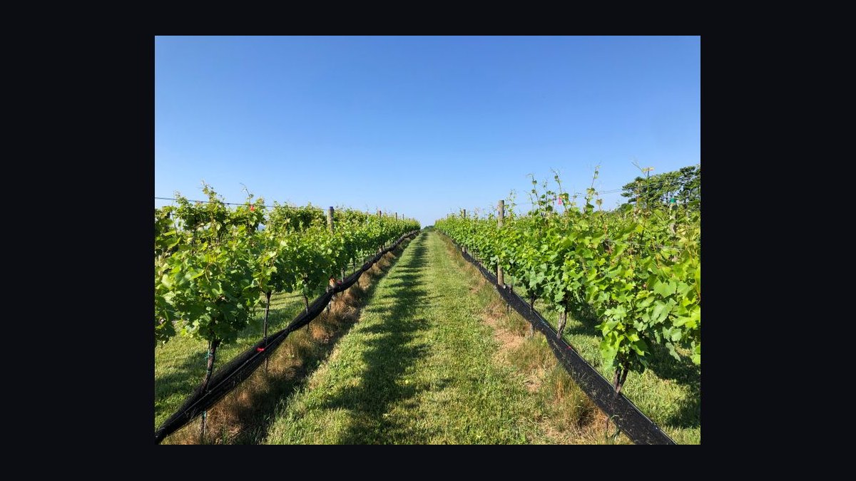 Top 10 Universities for Viticulture and Enology in 2027 — figure 8