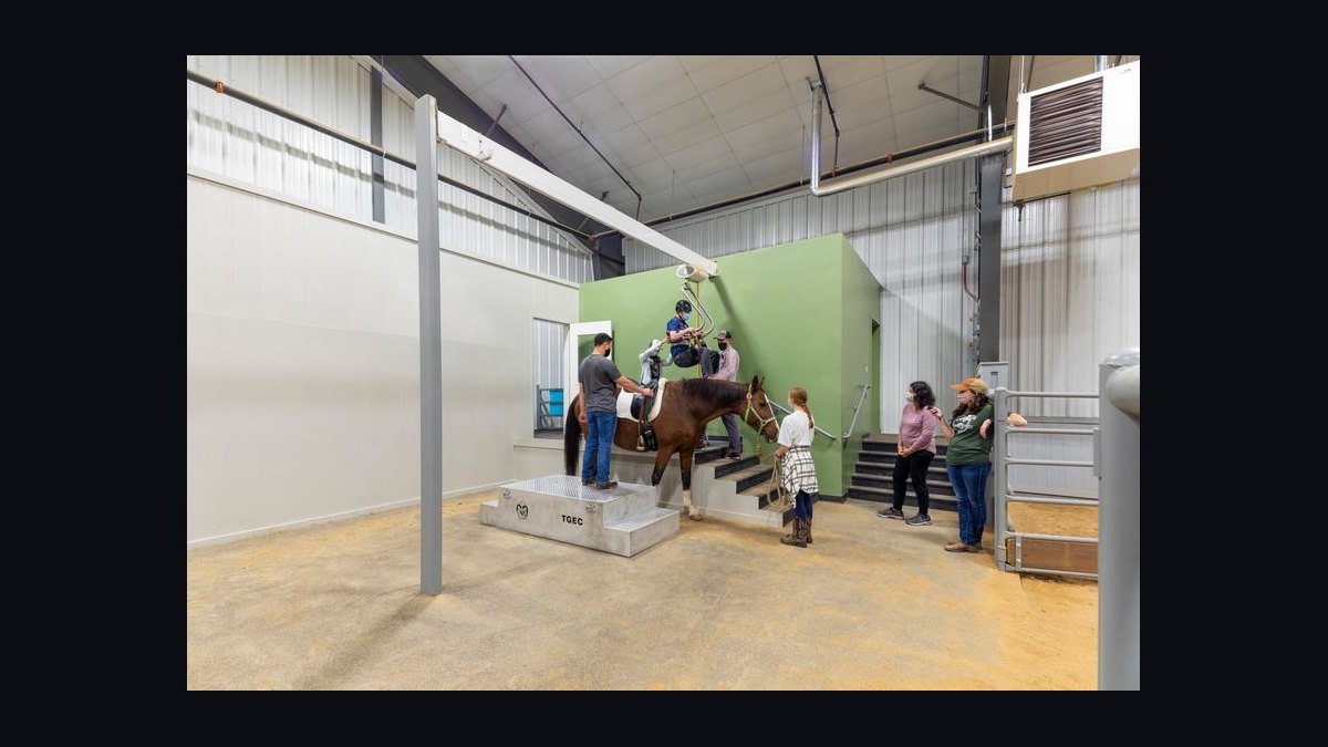 Top 10 Universities for Equine Studies in 2027