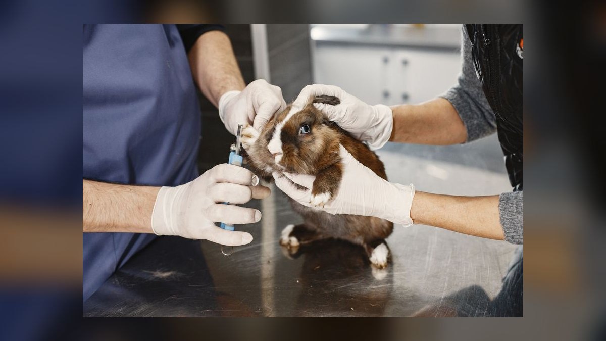 Top 10 Schools for Veterinary Technician Training in 2027 — figure 1