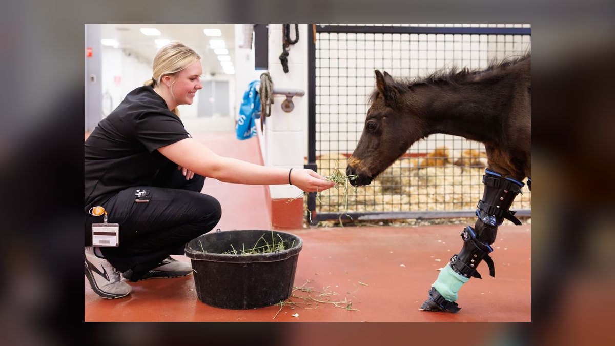 Top 10 Schools for Veterinary Technician Training in 2027 — figure 4