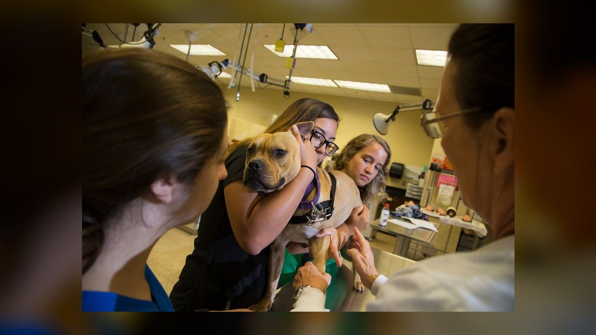 Top 10 Schools for Veterinary Technician Training in 2027 — figure 5