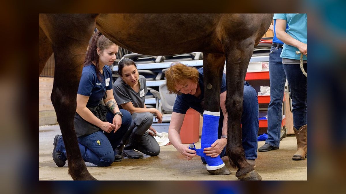 Top 10 Schools for Veterinary Technician Training in 2027