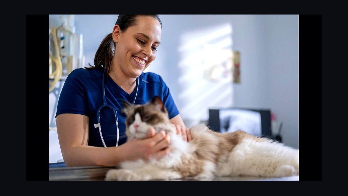 How much does veterinary school cost for four years in 2027?