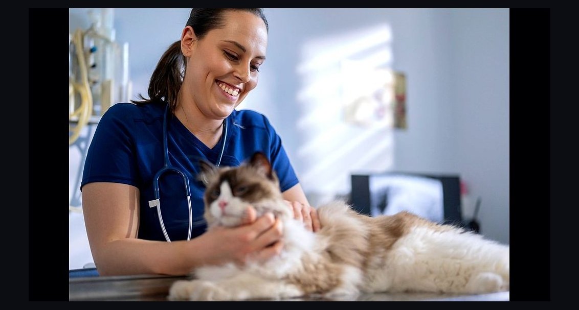 How much does veterinary school cost for four years in 2027?