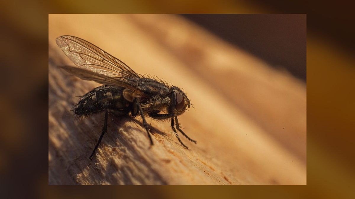 Commercial Pest Control Bid Walk — 60-Min Training — figure 10