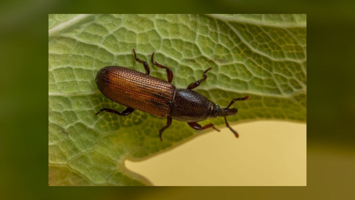 Commercial Pest Control Bid Walk — 60-Min Training — figure 8