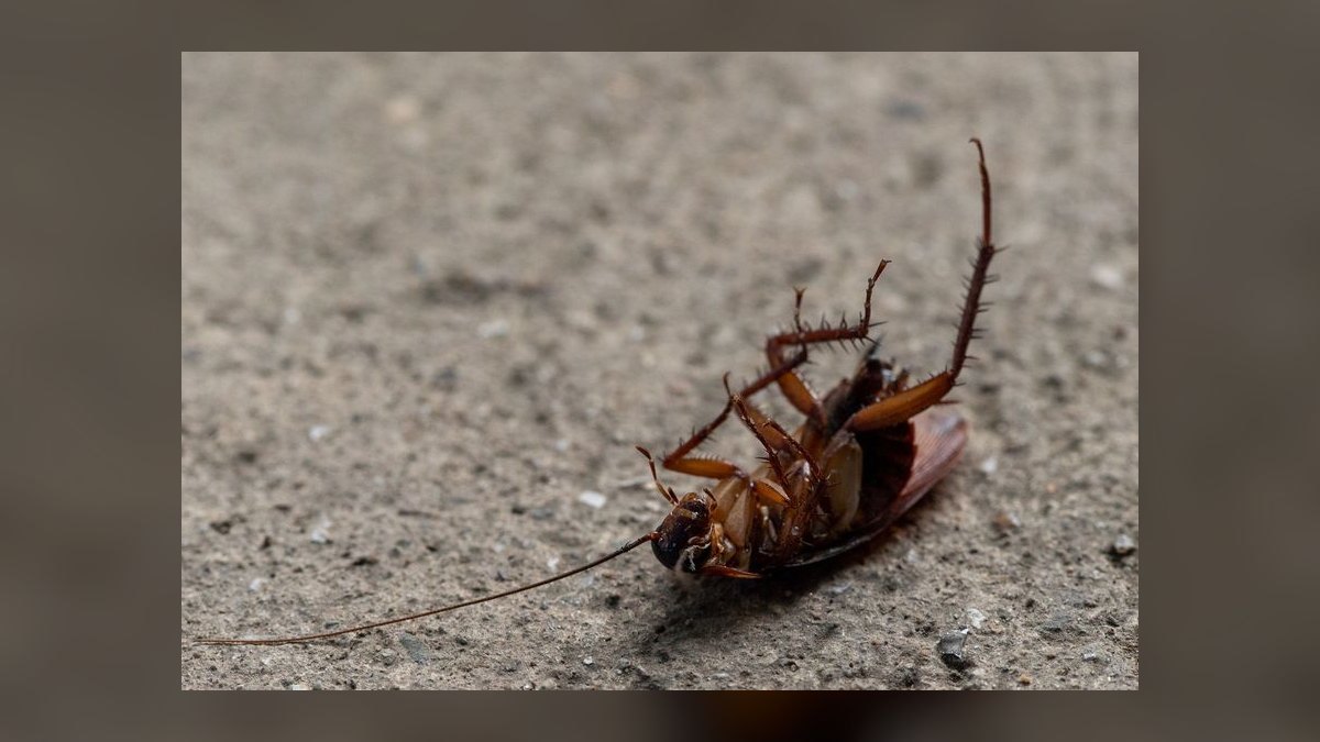 Commercial Pest Control Bid Walk — 60-Min Training — figure 9