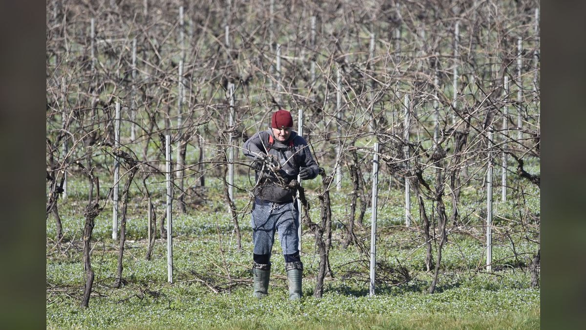 What to Wear to a Winter Vineyard Wedding in 2027