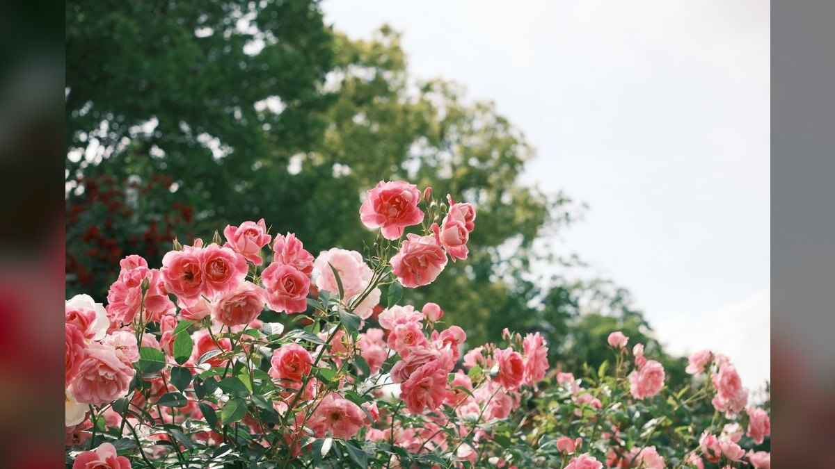 How to Wear Dusty Rose with a Wrap Dress in 2027