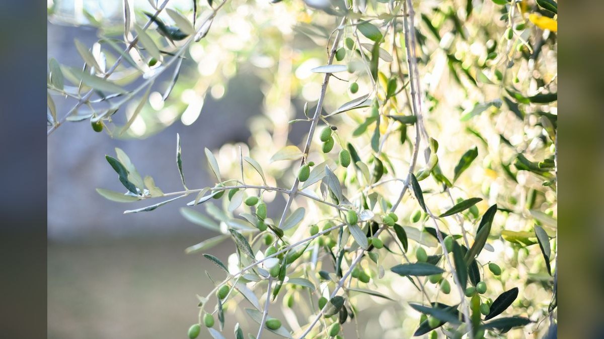 How to Wear Olive Green in Winter in 2027