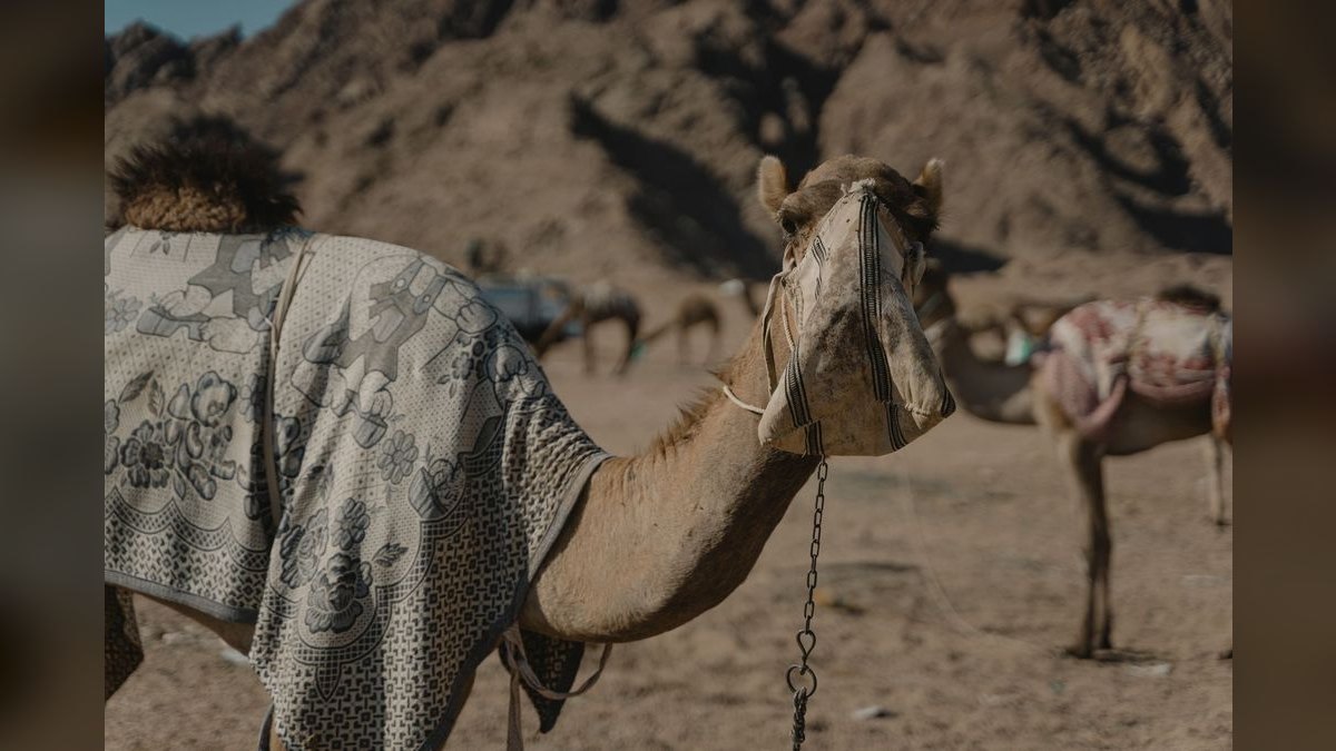 How to Wear Camel in Summer in 2027