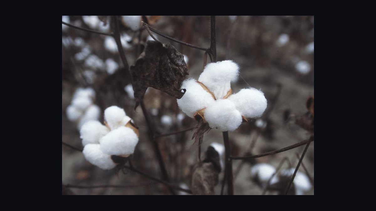 Should I Wear Linen or Cotton in Humid Summer Heat in 2027