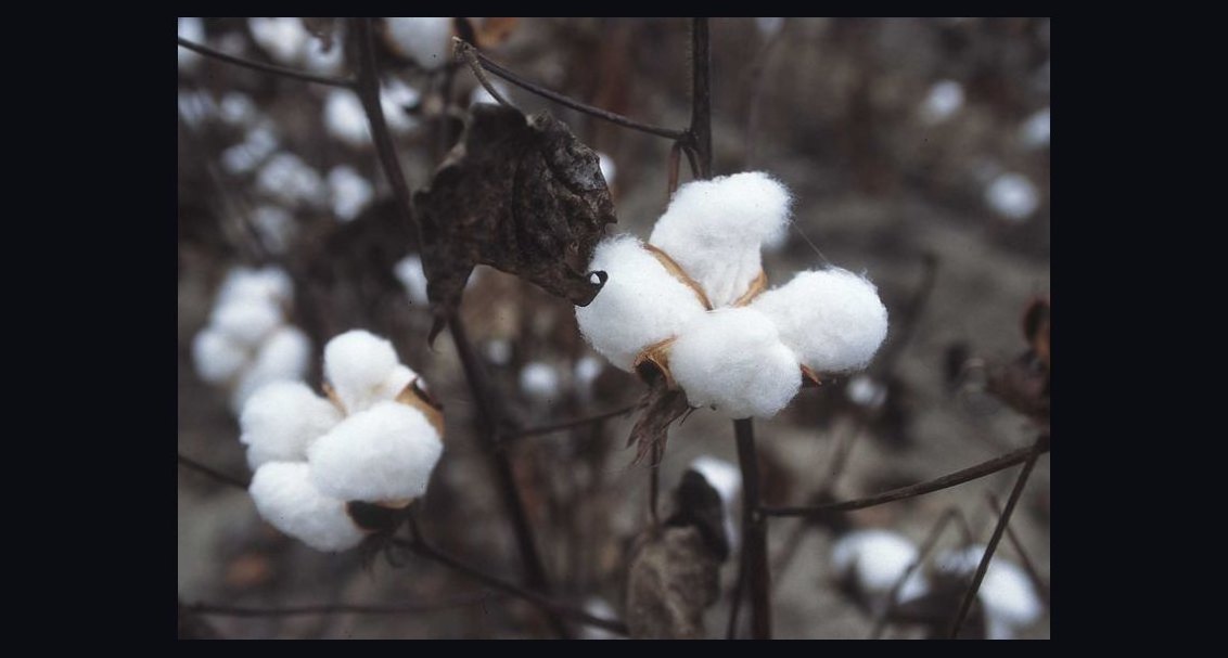 Should I Wear Linen or Cotton in Humid Summer Heat in 2027