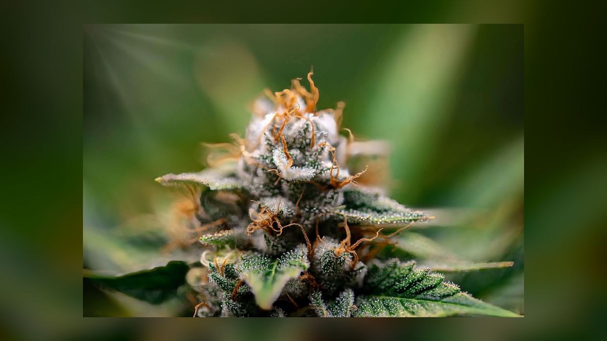 What is the best tech stack for a cannabis cultivation facility in 2027 — figure 8