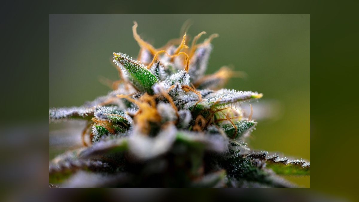 What is the best tech stack for a cannabis cultivation facility in 2027 — figure 9