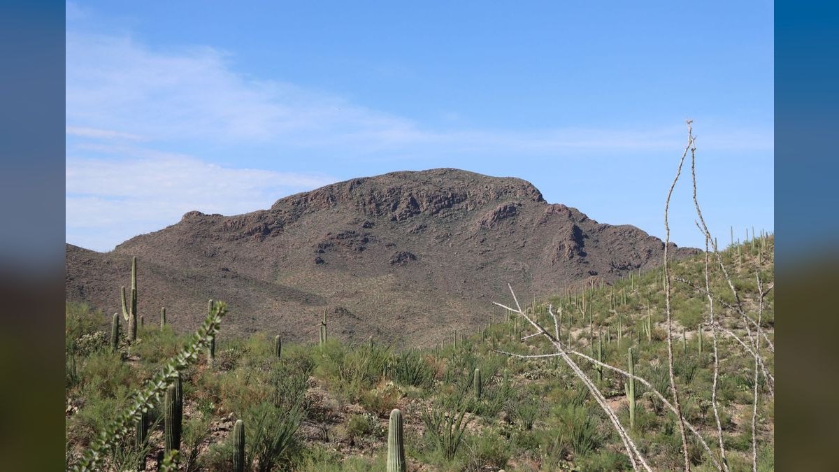 What should I look for in a fractional CRO in Tucson — figure 1