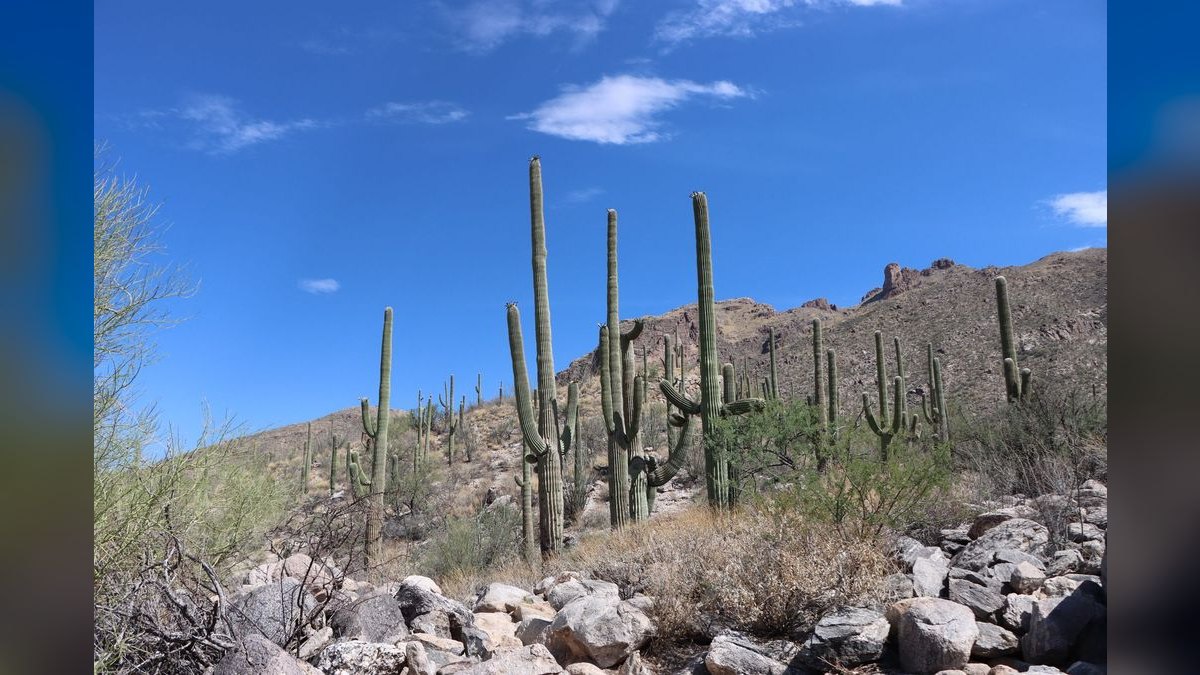What should I look for in a fractional CRO in Tucson — figure 2