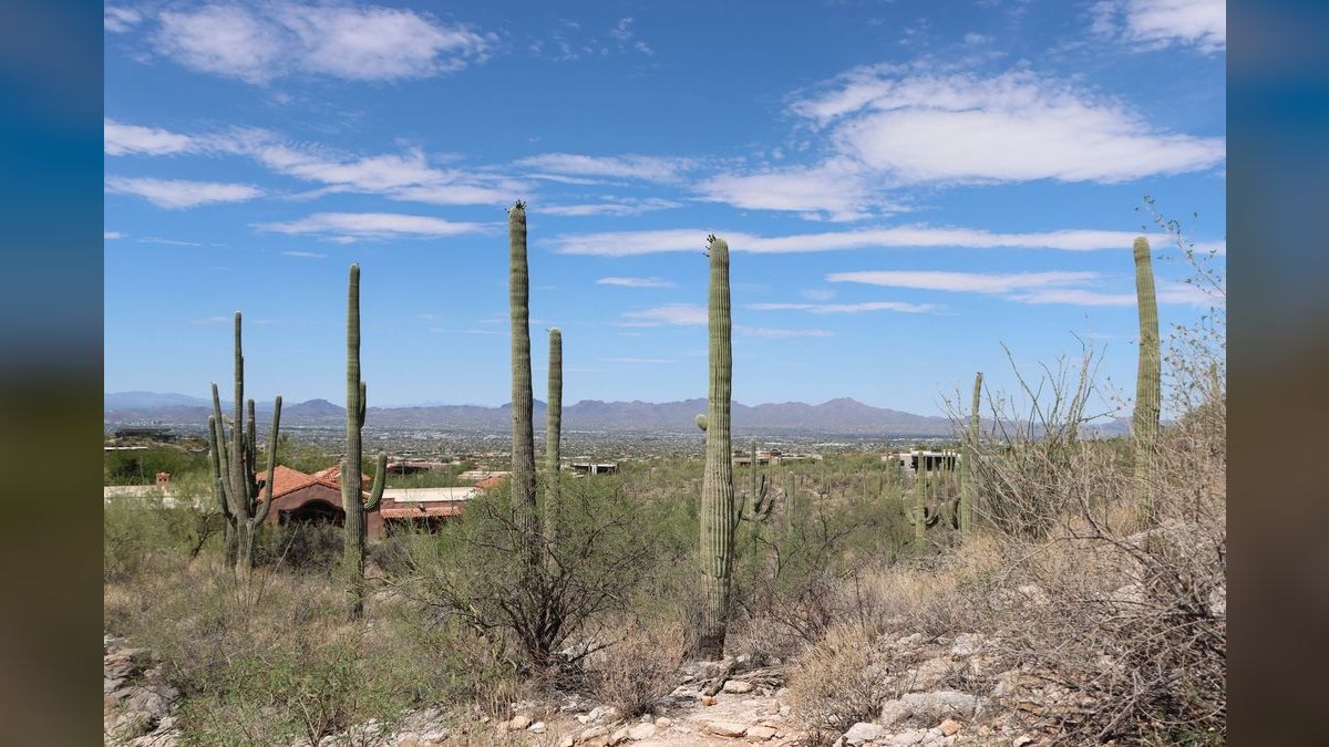 What should I look for in a fractional CRO in Tucson — figure 3