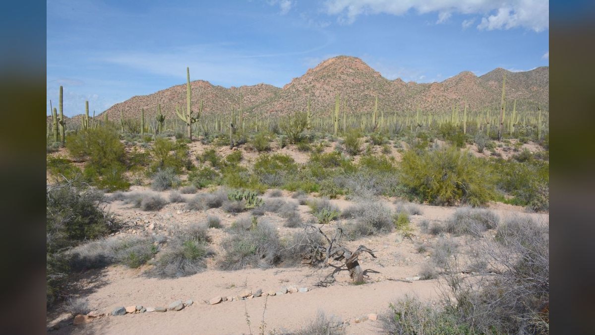 How do I evaluate a fractional CRO in Tucson — figure 5