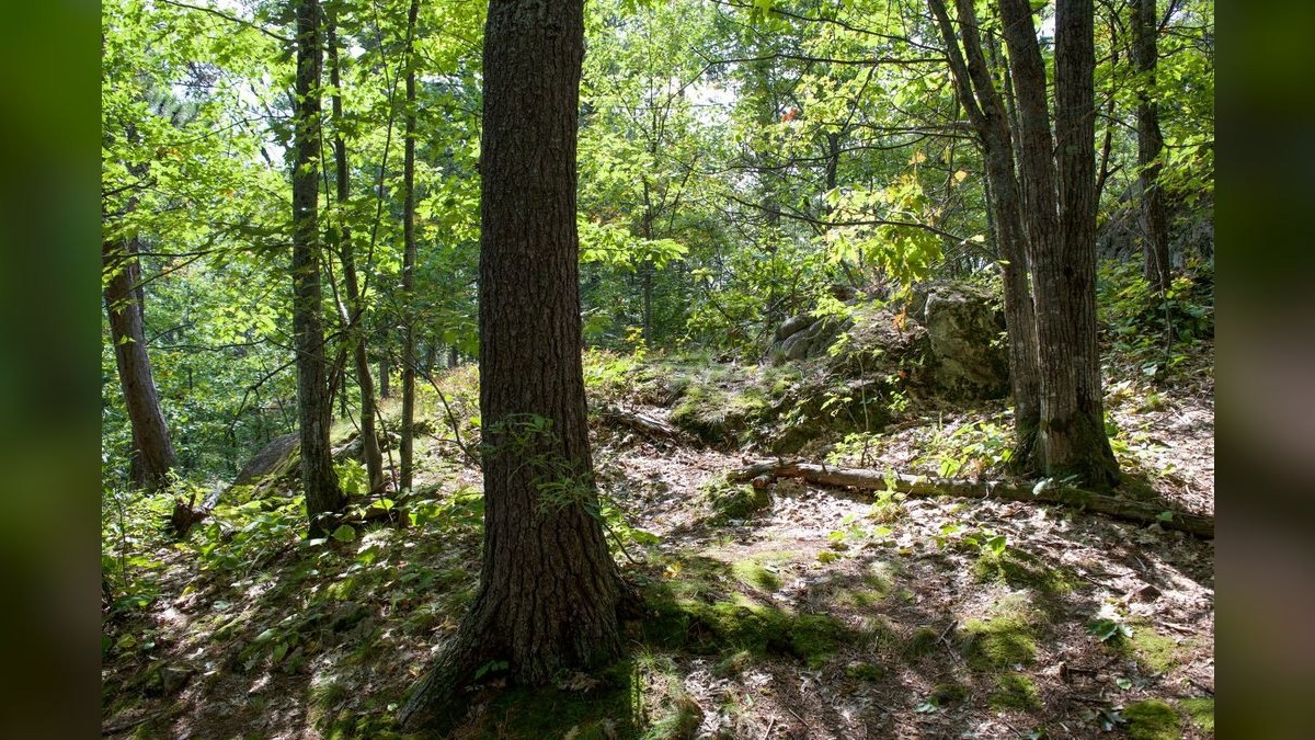 How do I find a fractional CRO in Cumberland in 2027?