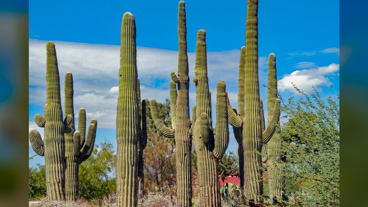 How do I find a fractional CRO in Scottsdale — figure 4