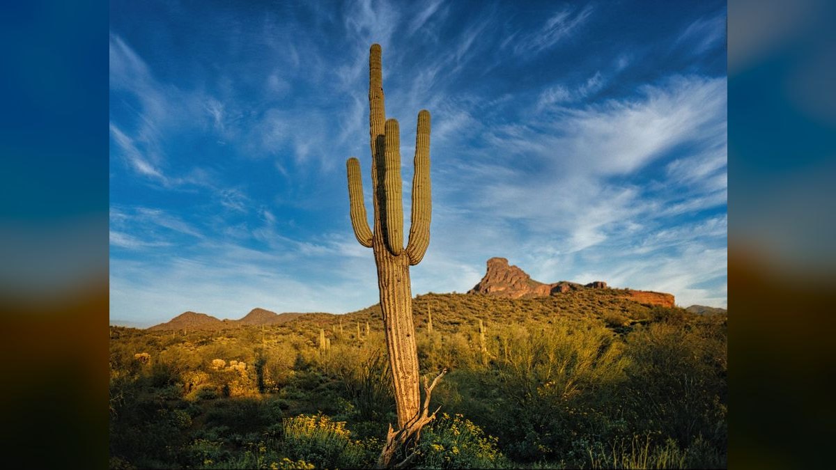 How do I find a fractional CRO in Scottsdale — figure 5