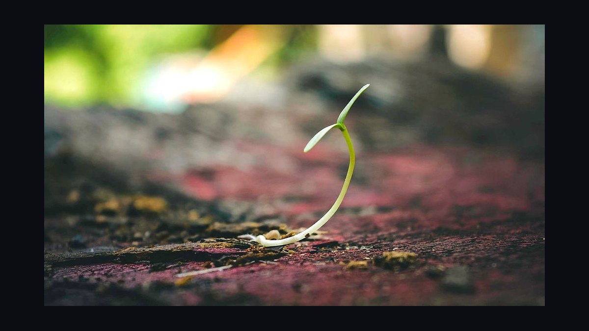 Does a seed-stage proptech company need a fractional Chief Revenue Officer in 2027?