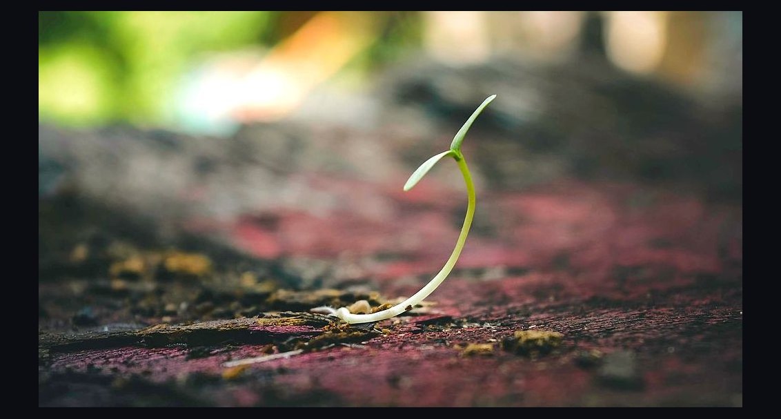 Does a seed-stage proptech company need a fractional Chief Revenue Officer in 2027?