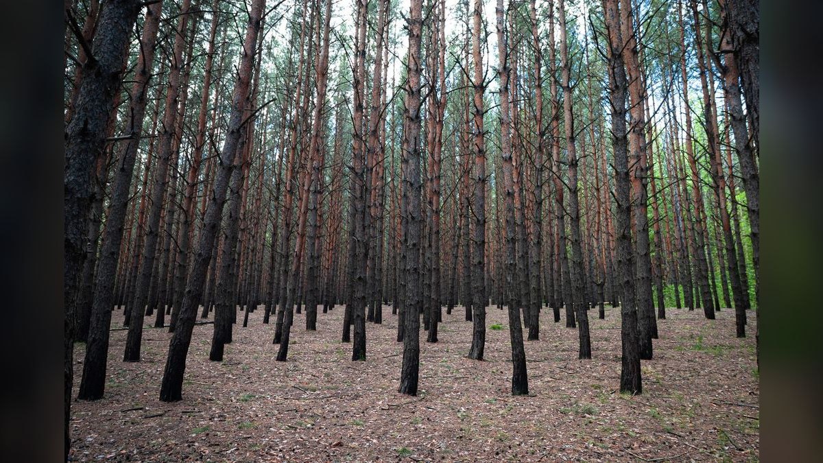 How do I find a fractional CRO in Forest Hill — figure 3