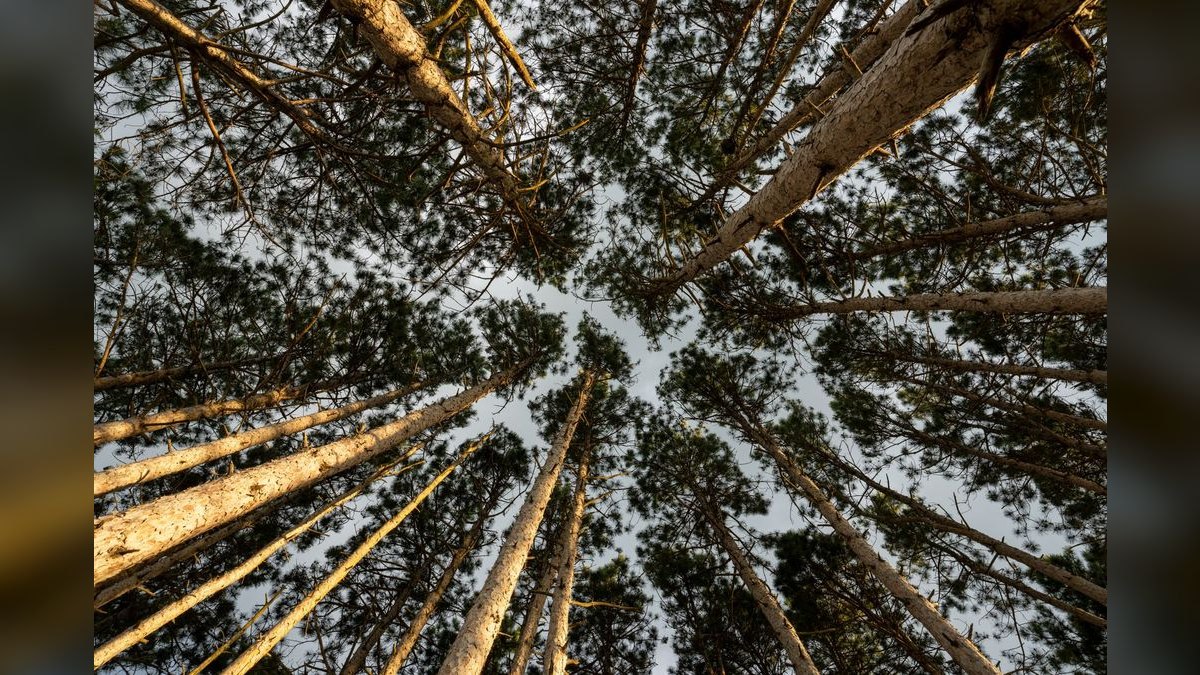 How do I find a fractional CRO in Forest Hill — figure 4